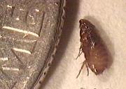 Parasite Detection, Prevention and Zoonosis