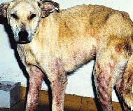 Parasite Detection, Prevention and Zoonosis