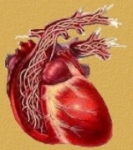 Parasite Detection, Prevention and Zoonosis