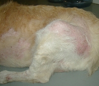 Parasite Detection, Prevention and Zoonosis