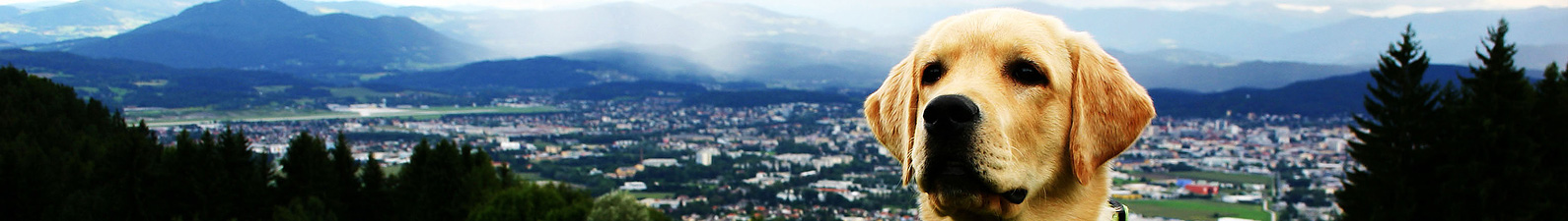 Veterinary Resources, Education & Links